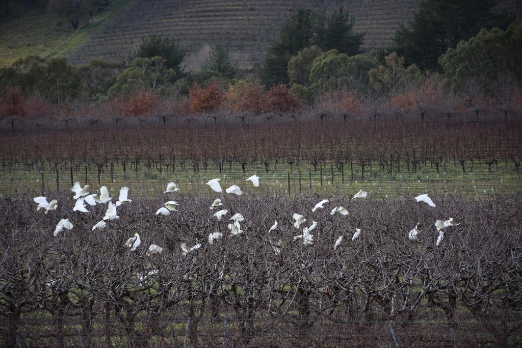 Borrodell Vineyard Hotell Orange Eksteriør bilde