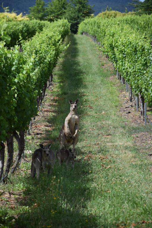 Borrodell Vineyard Hotell Orange Eksteriør bilde
